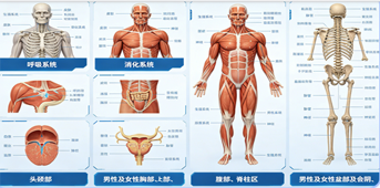 XR基础医学
